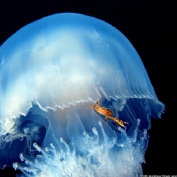 One of a series of shots of crabs riding in jelly wish of... by Andrew Macleod 